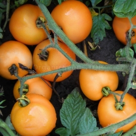 «Oranze» - Organic Tomato Seeds