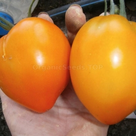 «Gold Ilini» - Organic Tomato Seeds