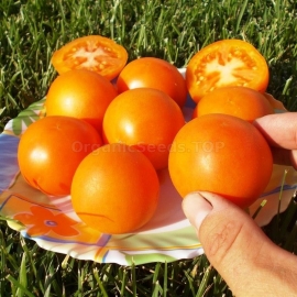 «Peach orange» - Organic Tomato Seeds
