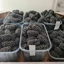 «Natchez» - Organic Blackberry Seeds