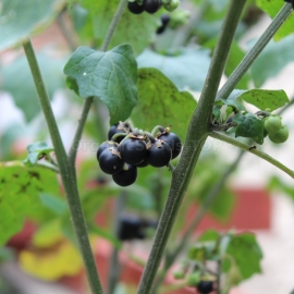 Organic Black Nightshade Seeds (Solanum nigrum)