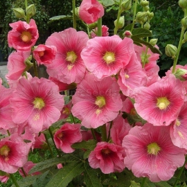 «Pink tower» - Organic Malva Seeds