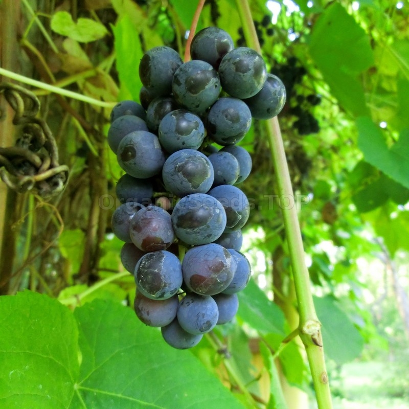 A Bottle Of Organic Grape Seed Oil With Fresh Green Grapes