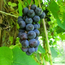 «Isabella» - Organic Grape Seeds