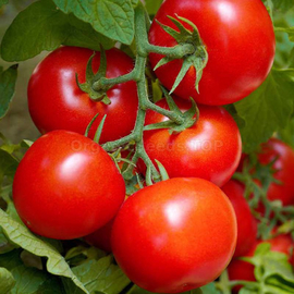 «Cifomandra» - Organic Tomato Seeds