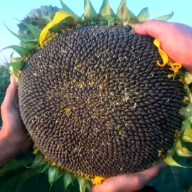 «Lakomka» - Organic Sunflower Seeds