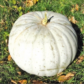 «Stepovaya» - Organic Pumpkin Seeds