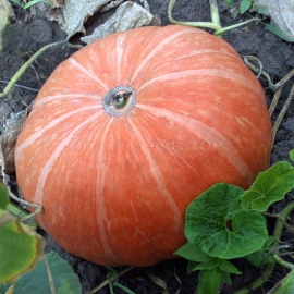 «Universal» - Organic Pumpkin Seeds