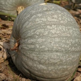 «Kherson» - Organic Pumpkin Seeds