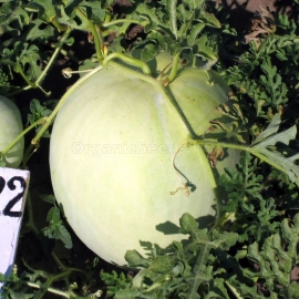 «Svetlyachok» - Organic Watermelon Seeds