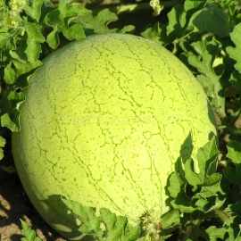 «Holopristansky» - Organic Watermelon Seeds