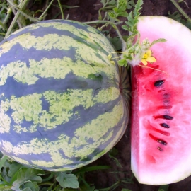 «Novogodnij» - Organic Watermelon Seeds