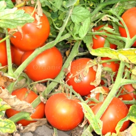 «Adele» - Organic Tomato Seeds