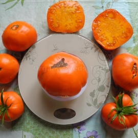«Zlatogor» - Organic Tomato Seeds