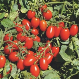 «Kherson stars» - Organic Tomato Seeds