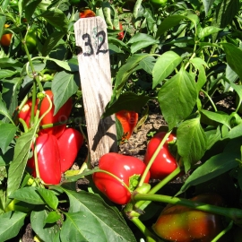 «Zagrava» - Organic Pepper Seeds
