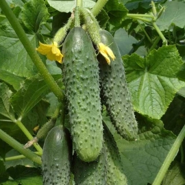 «Anubis» - Organic Cucumber Seeds