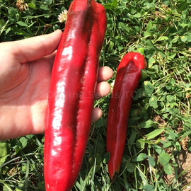 «Cockatoo» - Organic Pepper Seeds