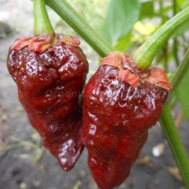 «7 Pot Bubblegum Chocolate» - Organic Hot Pepper Seeds