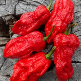 «Bhut Jolokia Red» - Organic Hot Pepper Seeds