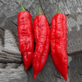 «Bhut Jolokia Elongate Red» - Organic Hot Pepper Seeds