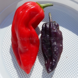 «Bhut Jolokia Purple» - Organic Hot Pepper Seeds