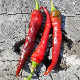 «Kashmiri Mirch» - Organic Hot Pepper Seeds