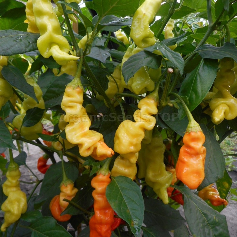 «Sugar Rush Red» - Organic Hot Pepper Seeds - Shipping is free for ...