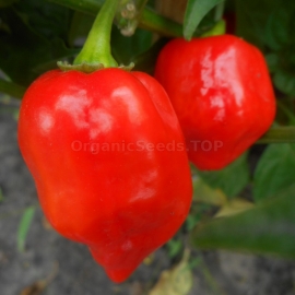 «Habanero Red Savina» - Organic Hot Pepper Seeds