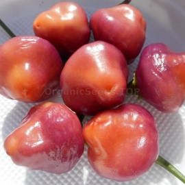«Cheiro Roxa» - Organic Hot Pepper Seeds