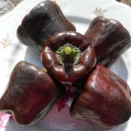 «Chilhuacle Negro» - Organic Hot Pepper Seeds