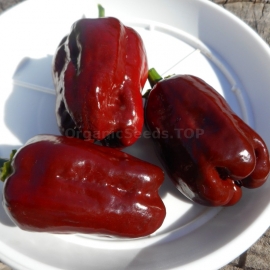 «Jamaican Hot Chocolate» - Organic Hot Pepper Seeds