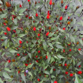 «Mini Purple» - Organic Hot Pepper Seeds