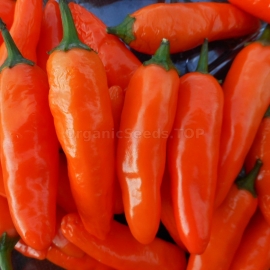 «Jalapeno NuMex Pumpkin Spice» - Organic Hot Pepper Seeds