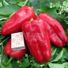 «Atlant» - Organic Pepper Seeds