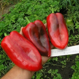 «Marinkin tongue» - Organic Pepper Seeds