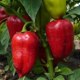 «Mercedes» - Organic Pepper Seeds