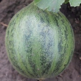 «Ogurdynya» - Organic Pumpkin Seeds