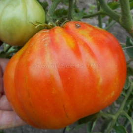 «Pera d’Abruzzo» - Organic Tomato Seeds
