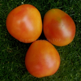 «Piedmont» - Organic Tomato Seeds