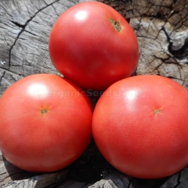 «Pink Sarajeva» - Organic Tomato Seeds