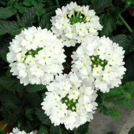«Compacta White» - Organic Verbena Seeds