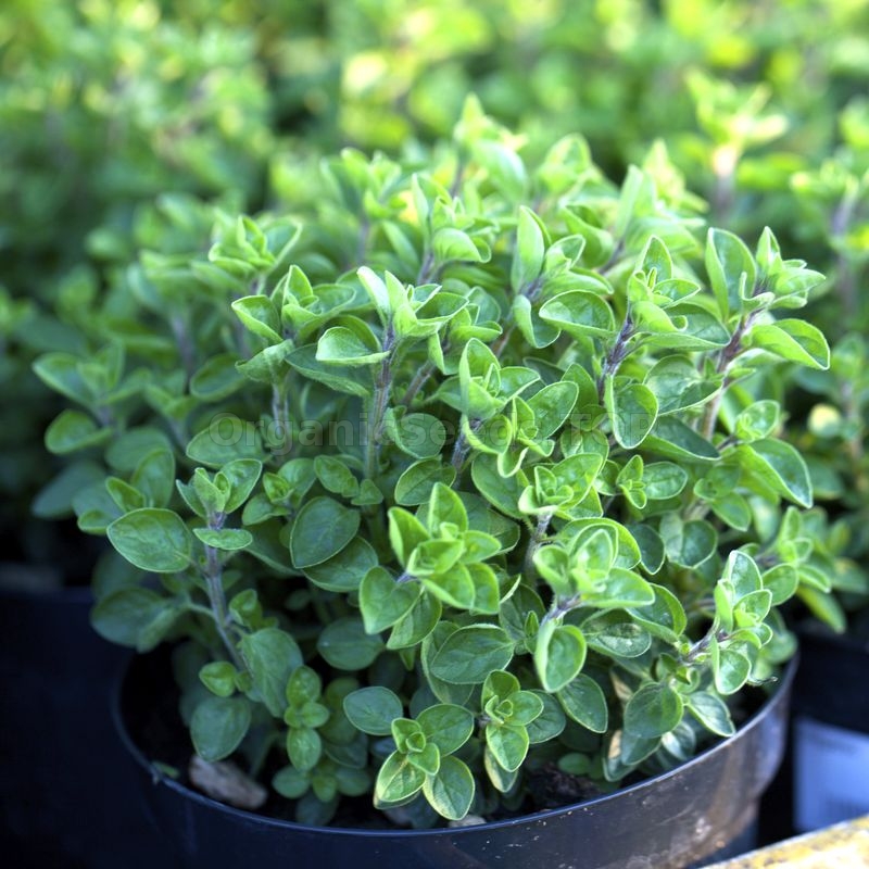 Organic Greek Oregano Seeds Shipping is free for orders over €50
