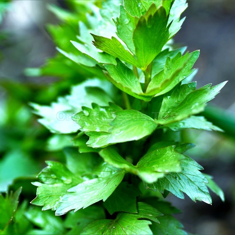 Images «Medicinal» - Organic Lovage Seeds - Shipping is free for orders ...