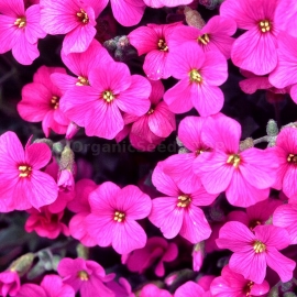 «Pink» - Organic Aubrieta Seeds