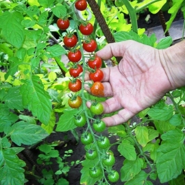 «Grape» - Organic Tomato Seeds