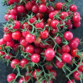 «Cherry-Cherry» - Organic Tomato Seeds