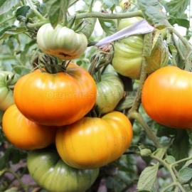 «Golden age» - Organic Tomato Seeds