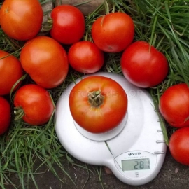 «Palace» - Organic Tomato Seeds