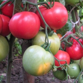 «Ozharovsky raspberry» - Organic Tomato Seeds